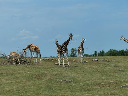 Rothschild Giraffe #6