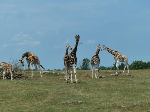 Rothschild Giraffe #7