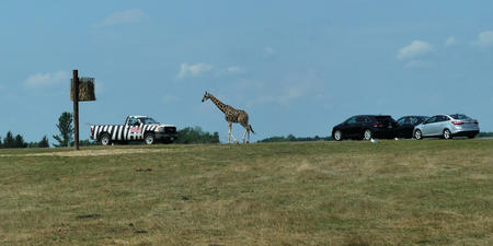 Chasing giraffes