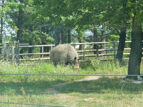 White Rhinoceros #5