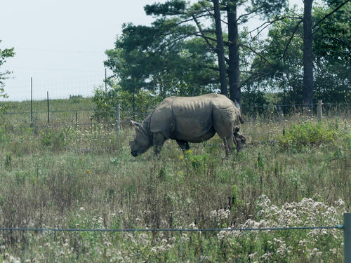 White Rhinoceros #7