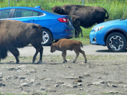 Baby bison