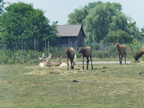 North American Elk #4