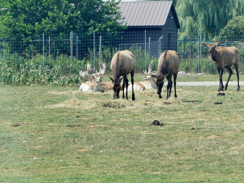 North American Elk #5