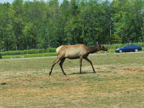 North American Elk #6