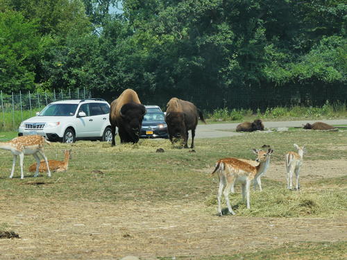 Bison and Fallow Deer