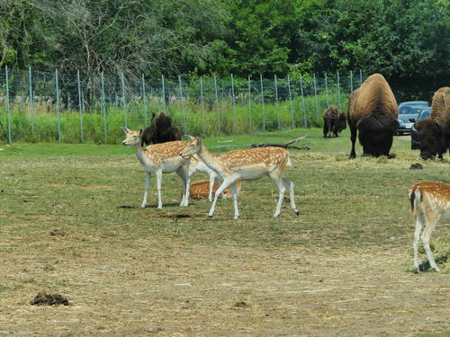 Bison and Fallow Deer #2