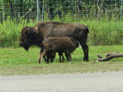 Bison with young calf