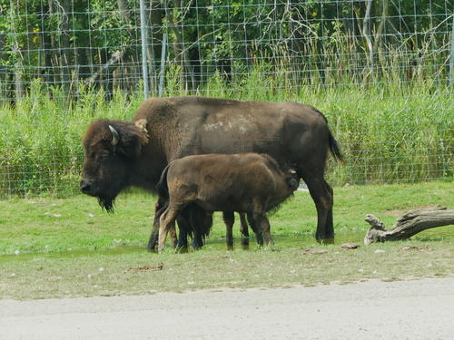 Bison with young calf #2