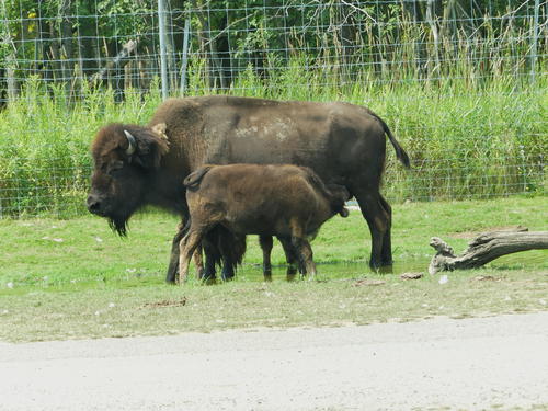 Bison with young calf #3