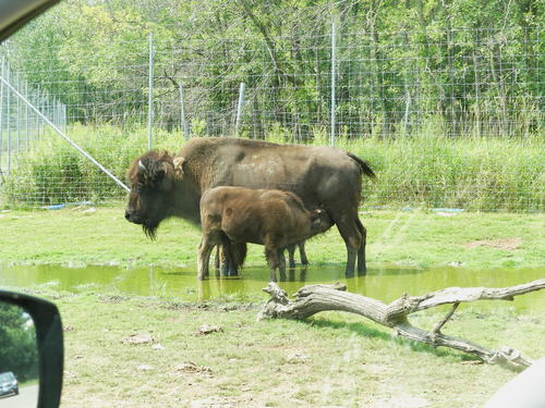 Bison with young calf #5