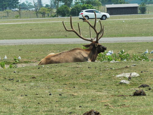 North American Elk #9