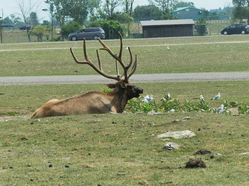 North American Elk #10