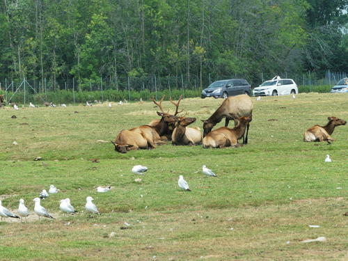 North American Elk #12