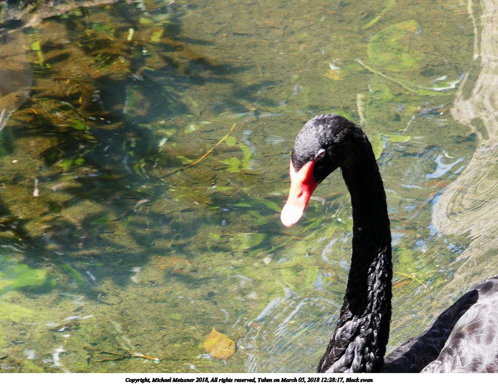 Black swan #2