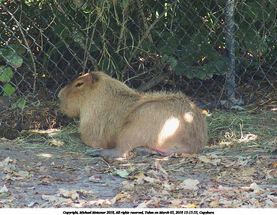 Capybara #2