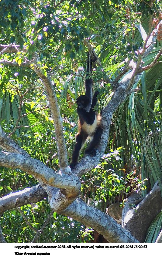 White-throated capuchin #2