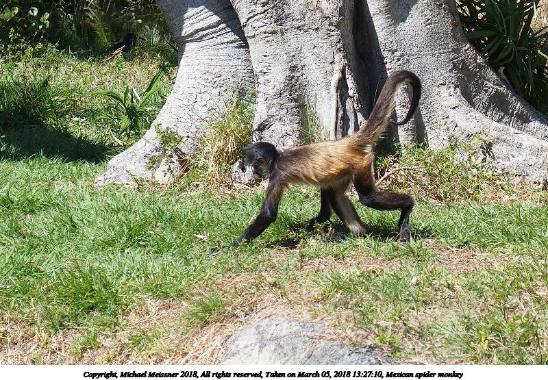 Mexican spider monkey #6