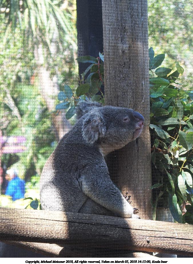 Koala bear #3