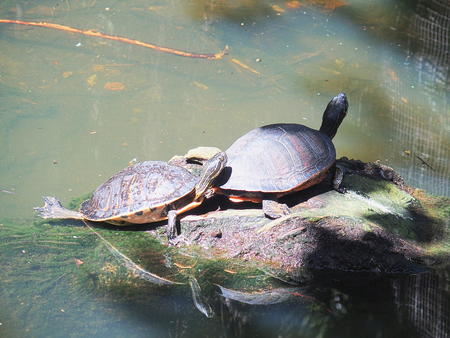Turtles #3