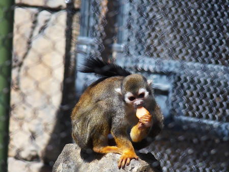 Squirrel monkey #3