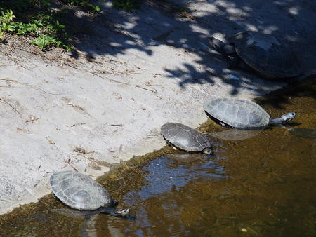 Turtles #4