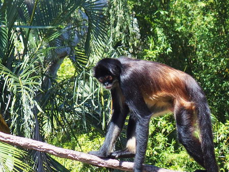 Mexican spider monkey