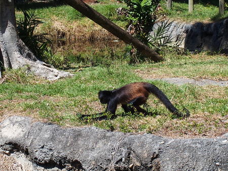 Mexican spider monkey #2