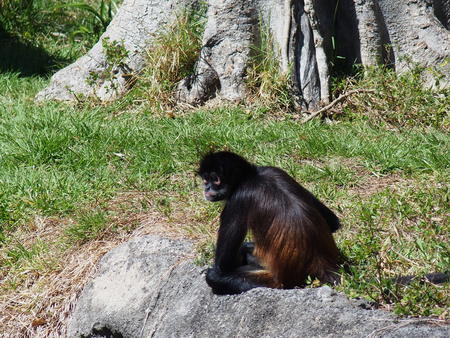 Mexican spider monkey #3