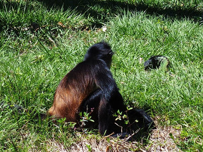 Monkey looking at iguana