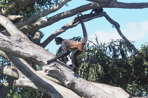 Mexican spider monkey #7