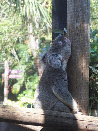 Koala bear #2