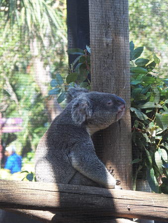 Koala bear #3