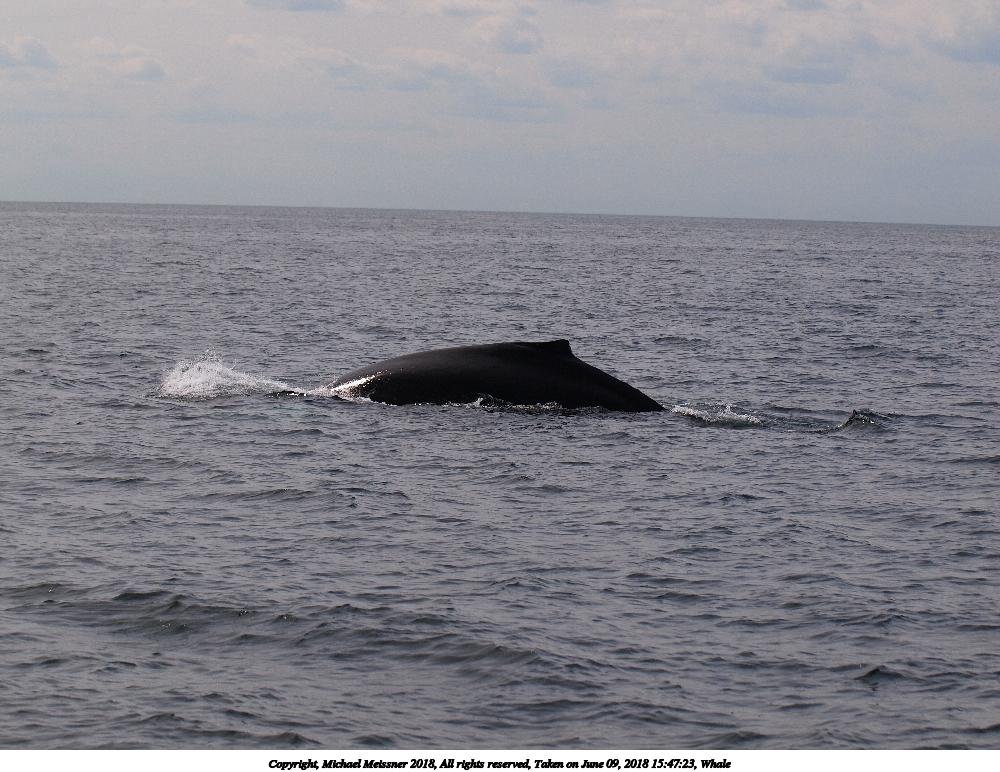 Whale #7