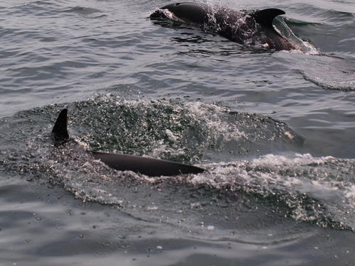 Dolphins #2