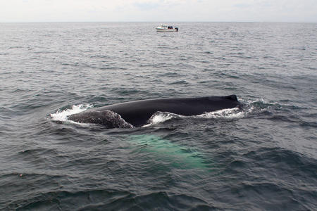 Whale #13
