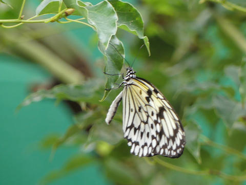 Black and white butterfly #2