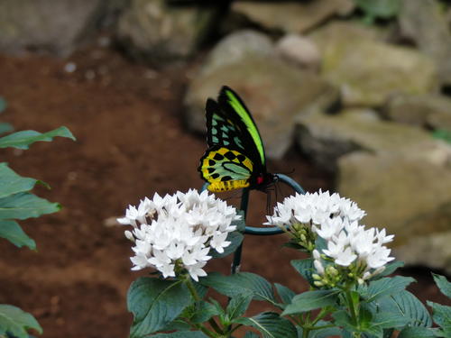 Black, green, and yellow butterfly