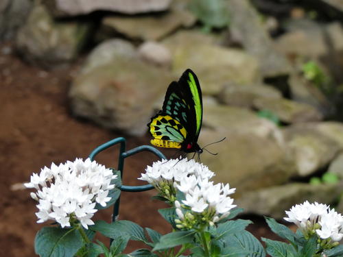 Black, green, and yellow butterfly #2