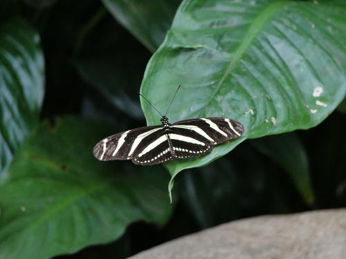 Black and white butterfly #5