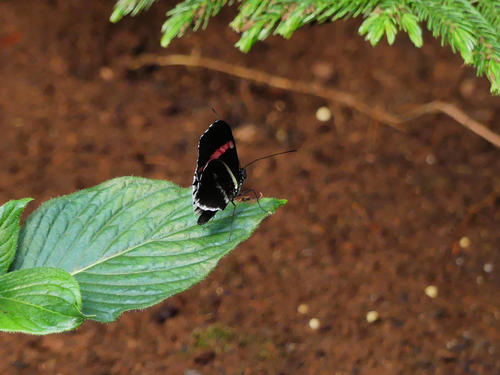 Red, black, and white butterfly #2
