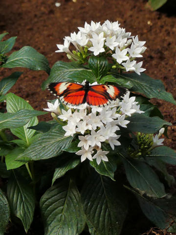 Red, black, and white butterfly #4