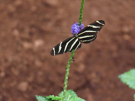 Black and white butterfly #7