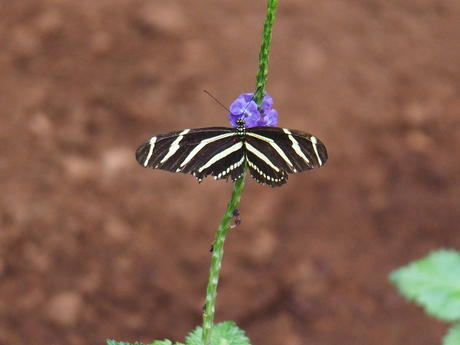 Black and white butterfly #8