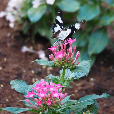 Black and white butterfly #15