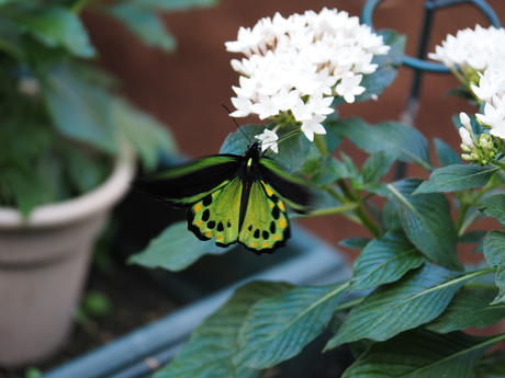 Green and black butterfly