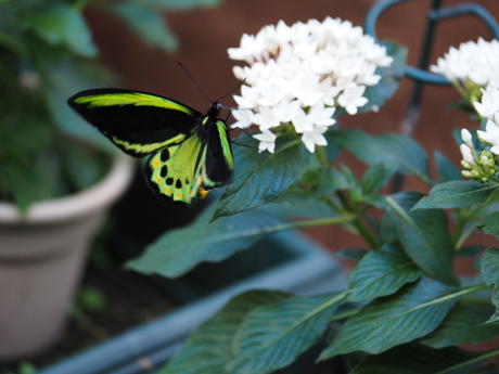 Green and black butterfly #2