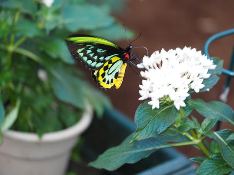 Green and black butterfly #3