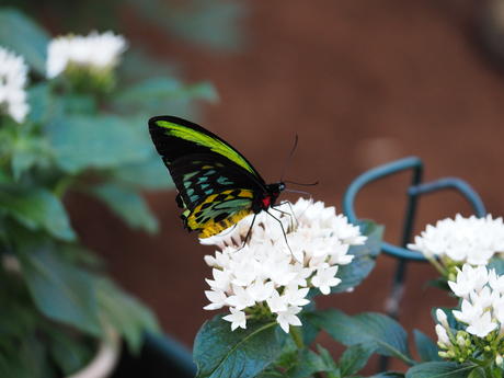 Green and black butterfly #5