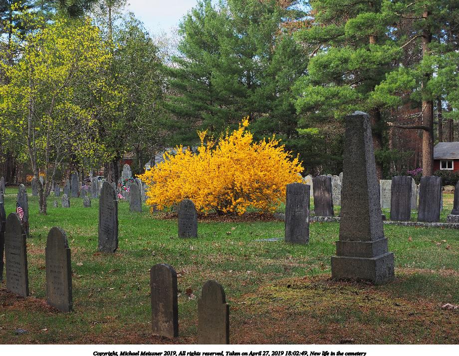 New life in the cemetery